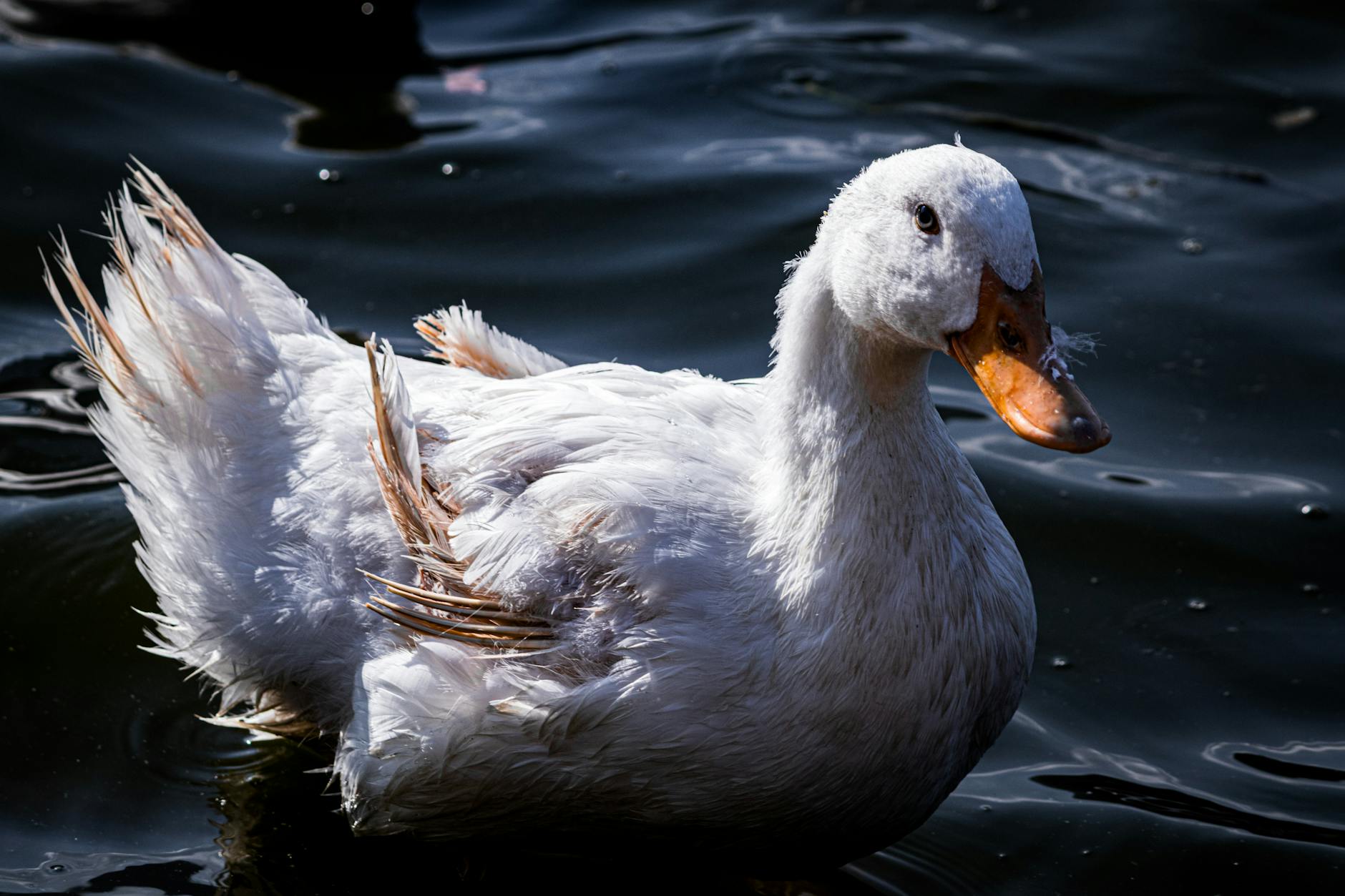 Detailansicht: Ducks – Oilers