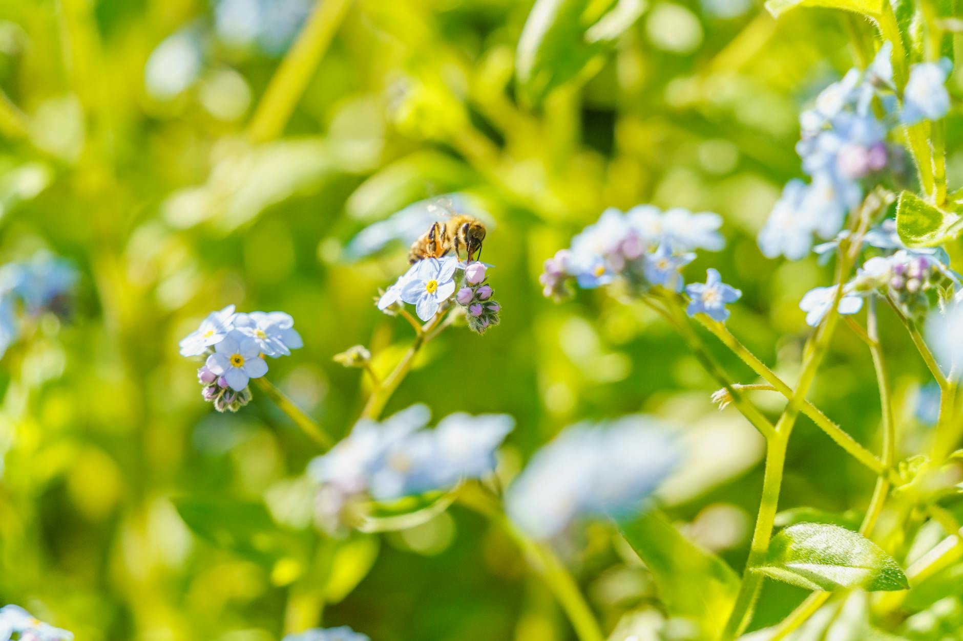 Illustration zu Gartentipps Bienenfreundliche
