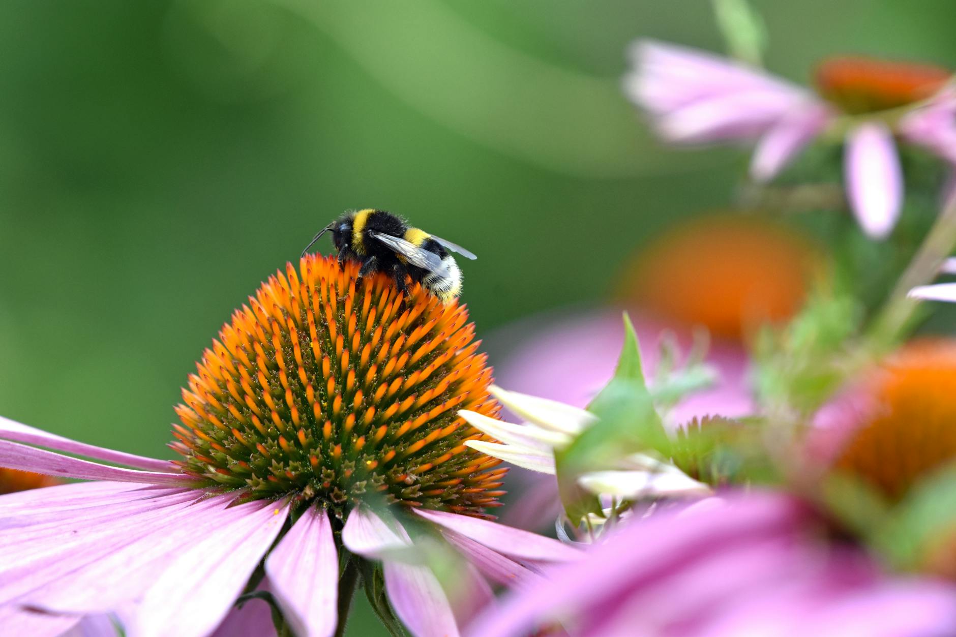 Illustration zu Gartentipps Bienenfreundliche