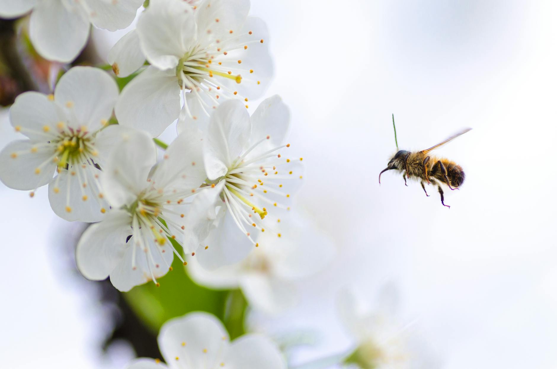 Symbolbild zum Thema Gartentipps Bienenfreundliche
