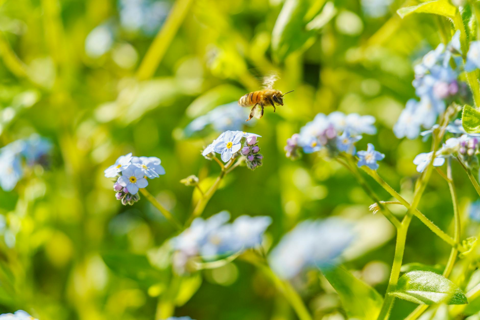 Symbolbild zum Thema Gartentipps Bienenfreundliche