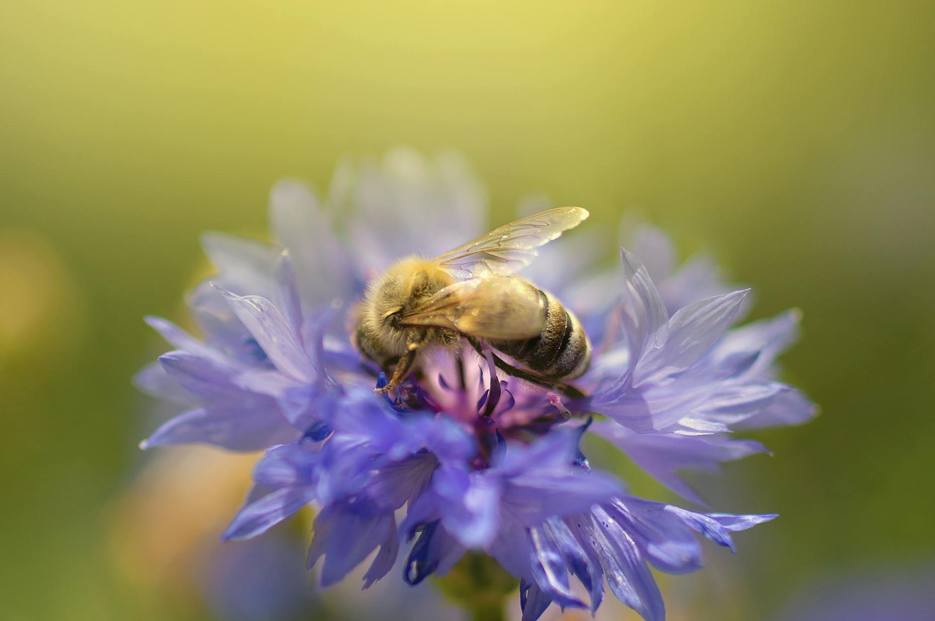 Detailansicht: Gartentipps Bienenfreundliche