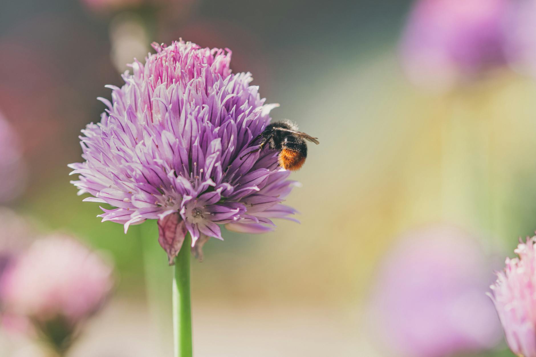 Detailansicht: Gartentipps Bienenfreundliche