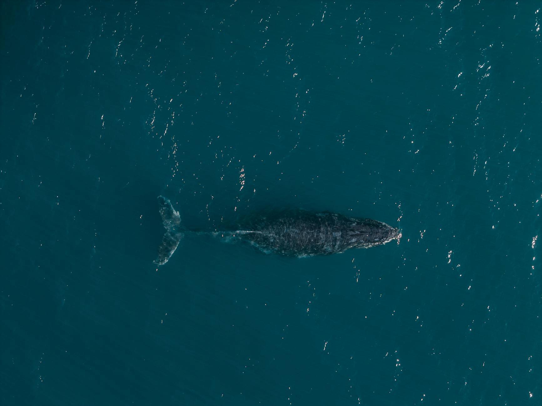 Illustration zu Gestrandeter Buckelwal