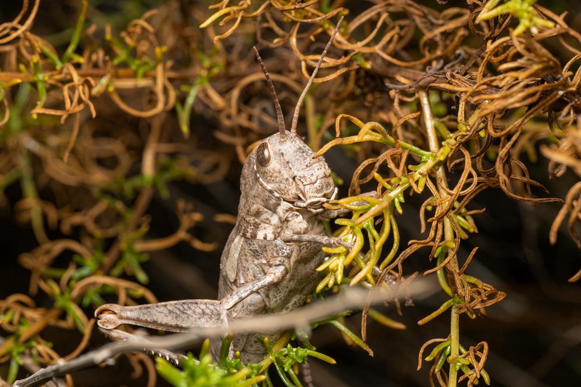 Illustration zu Grasshoppers – FC Sion