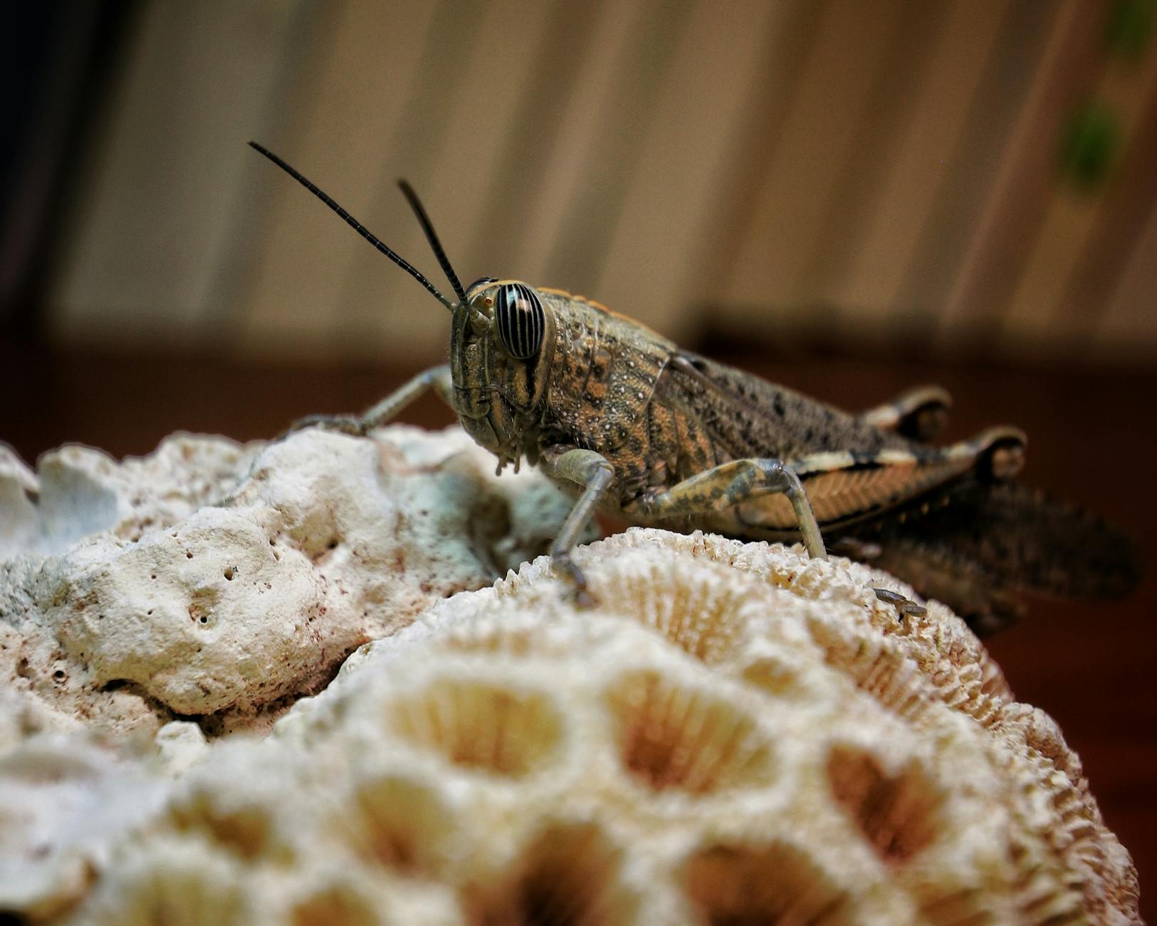 Detailansicht: Grasshoppers – FC Sion