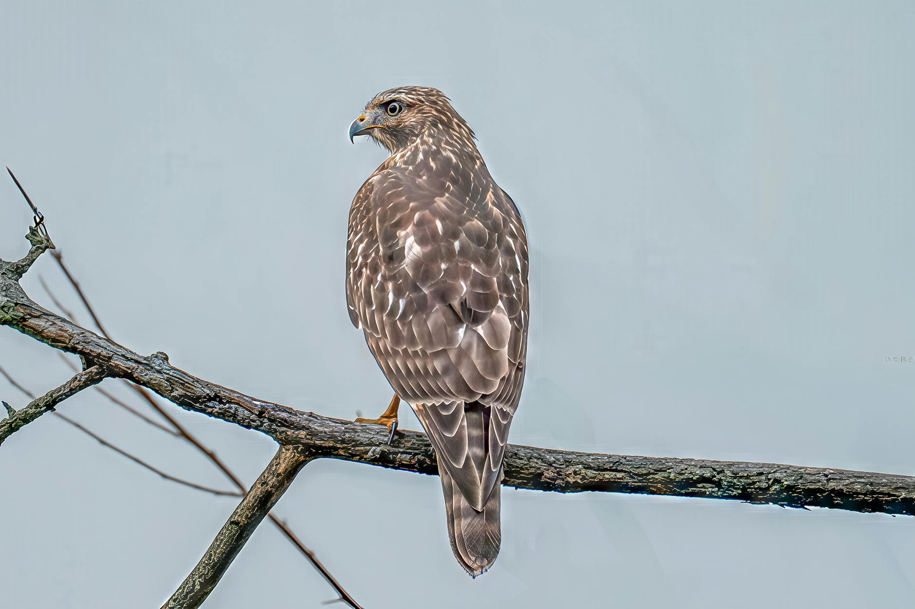 Illustration zu Hawks – Knicks