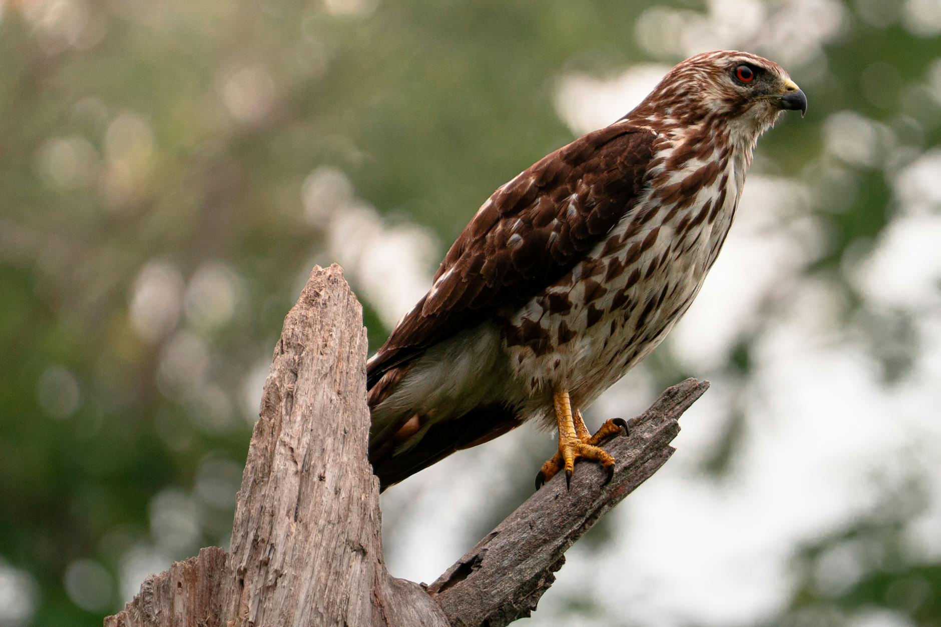 Illustration zu Hawks – Knicks