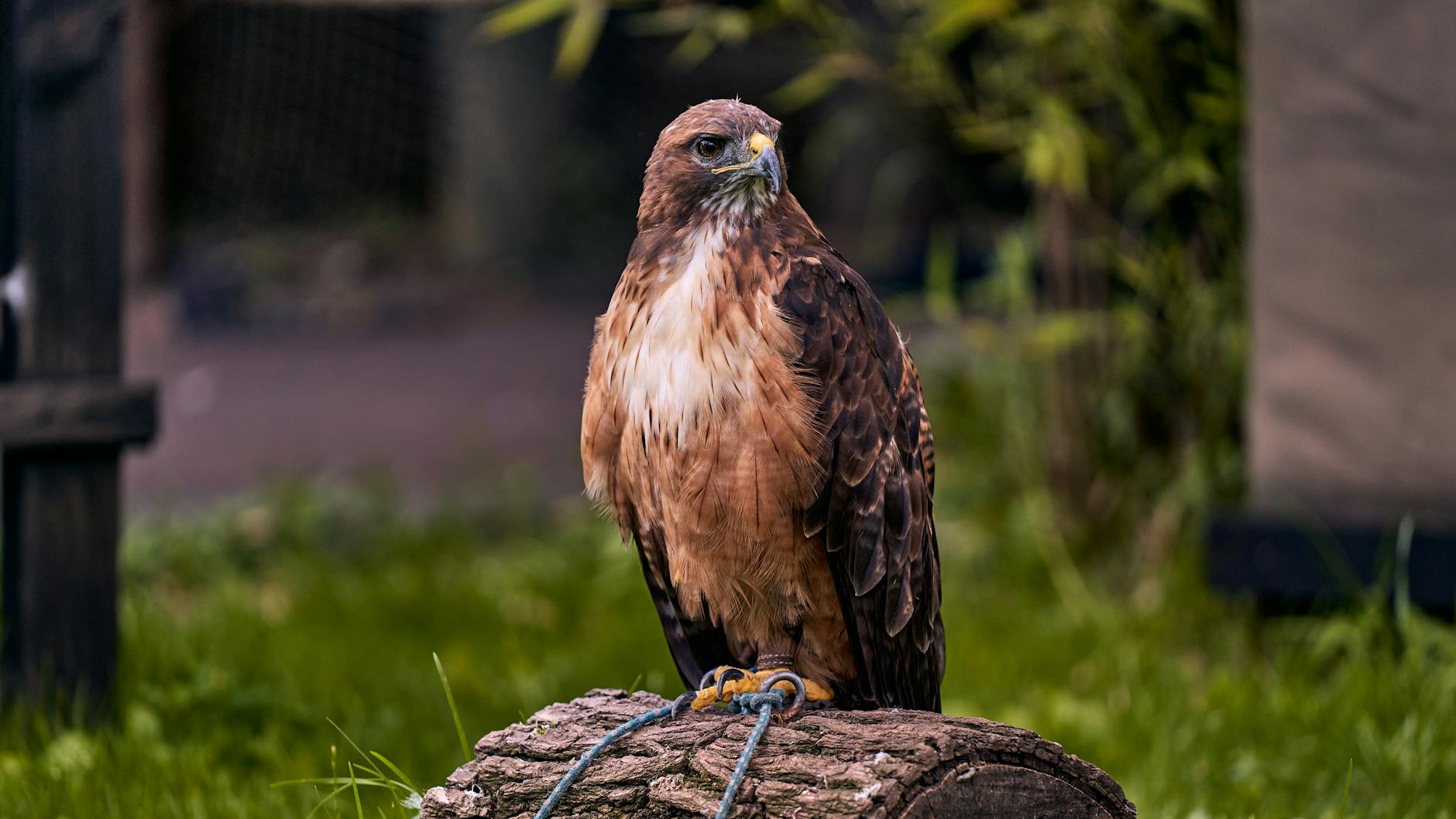 Detailansicht: Hawks – Knicks