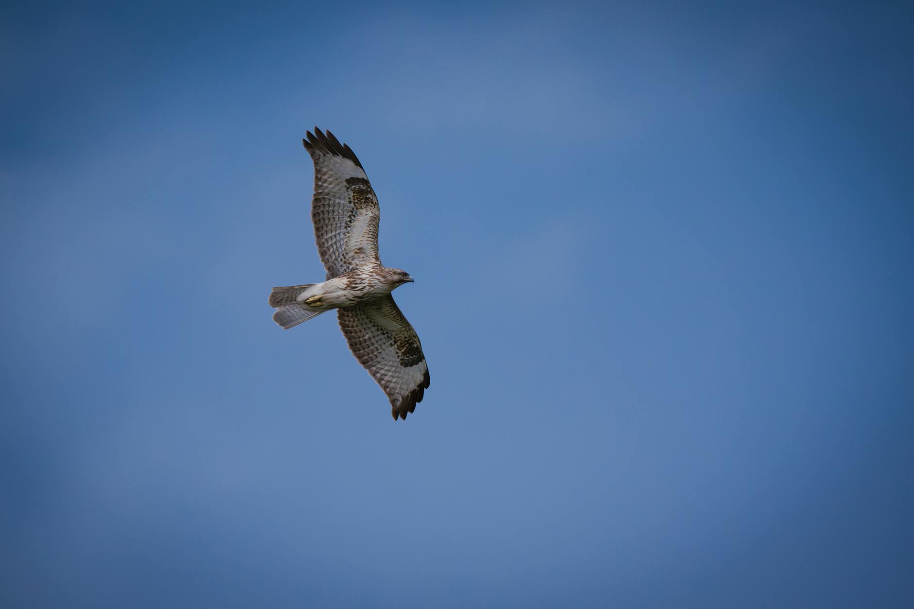 Detailansicht: Hawks – Knicks