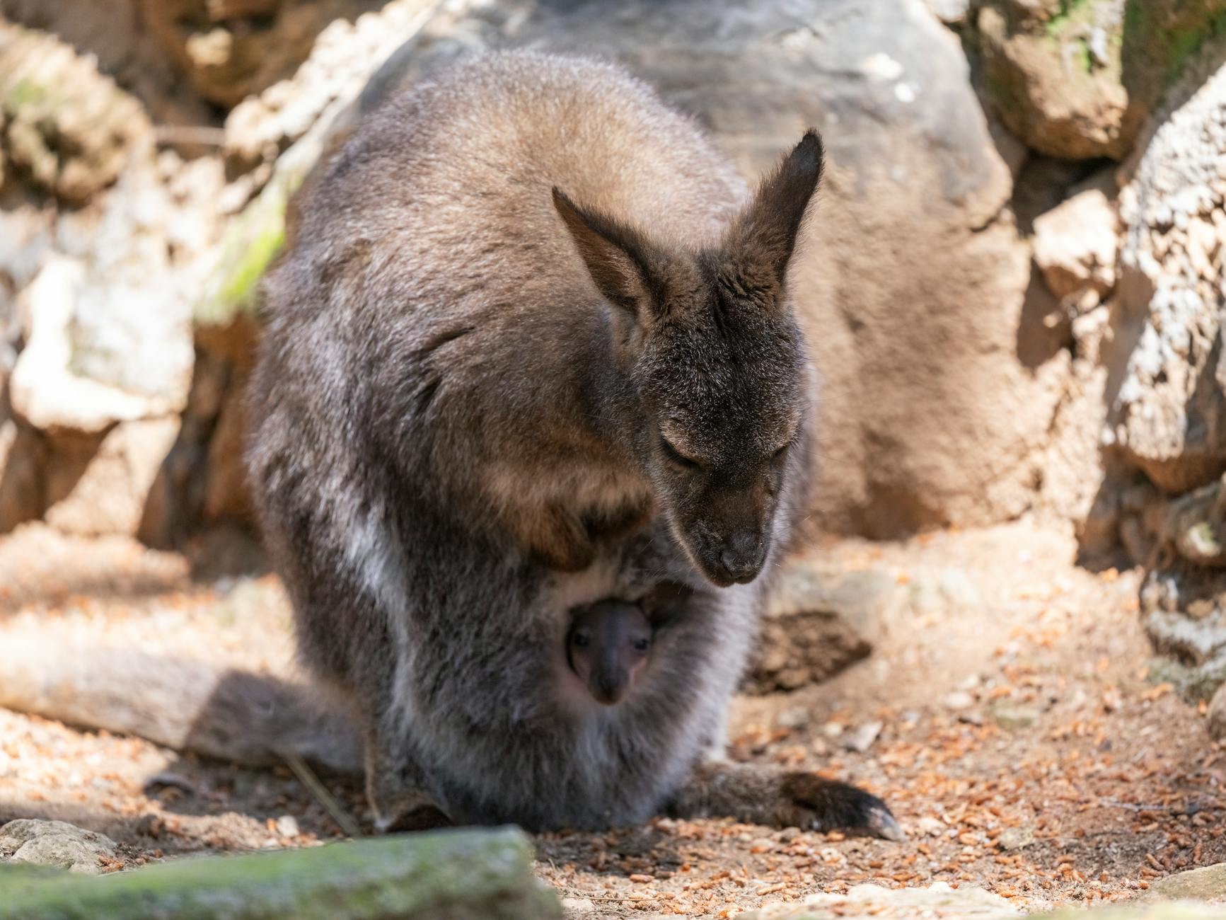 Detailansicht: Joey Ramone
