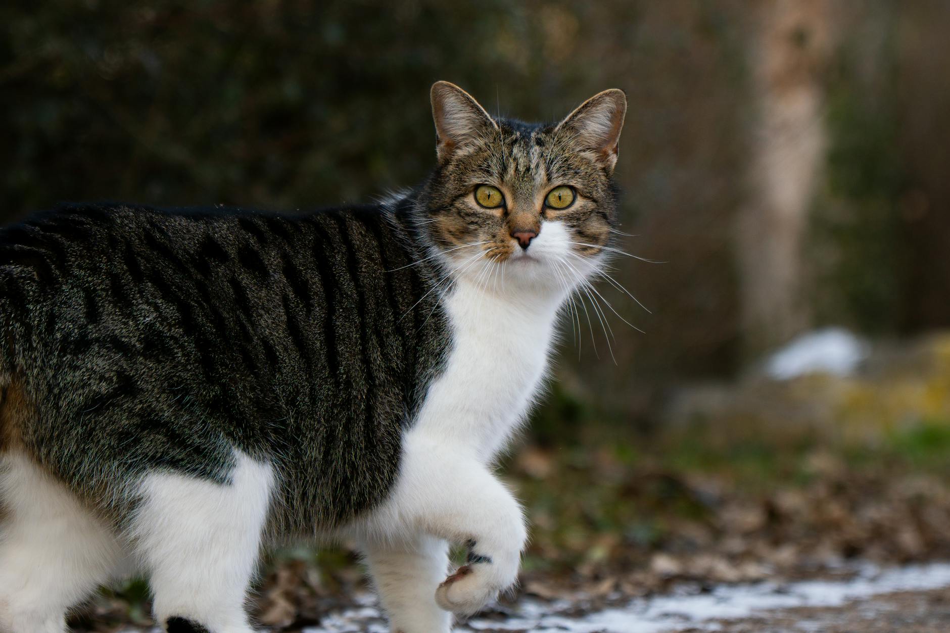 Symbolbild zum Thema Katze Wackelt Po