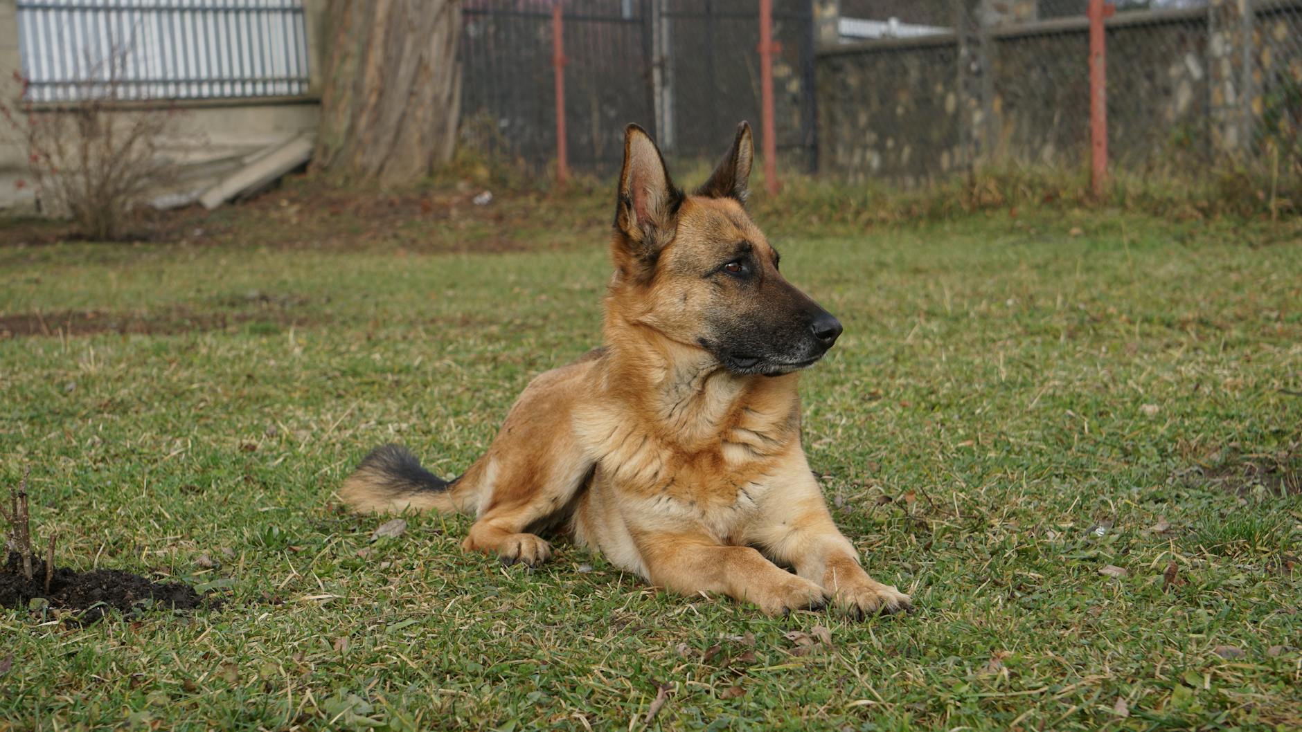 Detailansicht: Kommissar Rex 2026