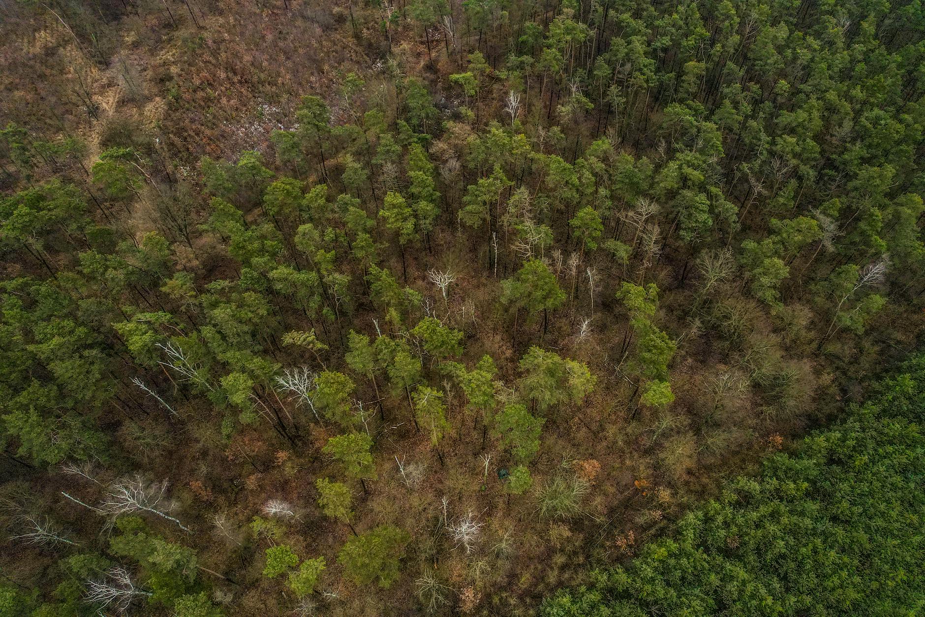 Illustration zu Martin Kreutner U-ausschuss