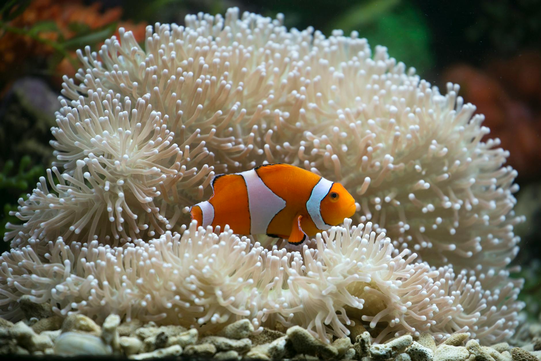 Nemo Nautilus Film Illustration zu Nemo Nautilus Film