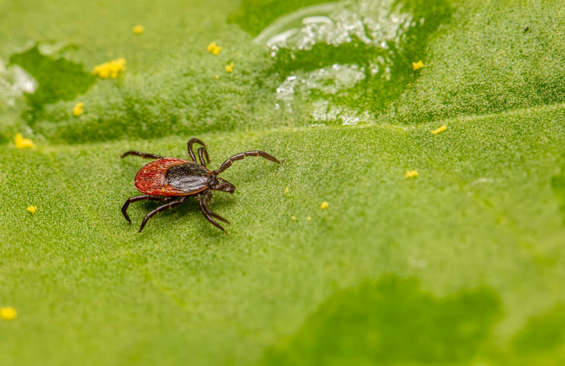 Illustration zu Pflanzen Gegen Zecken