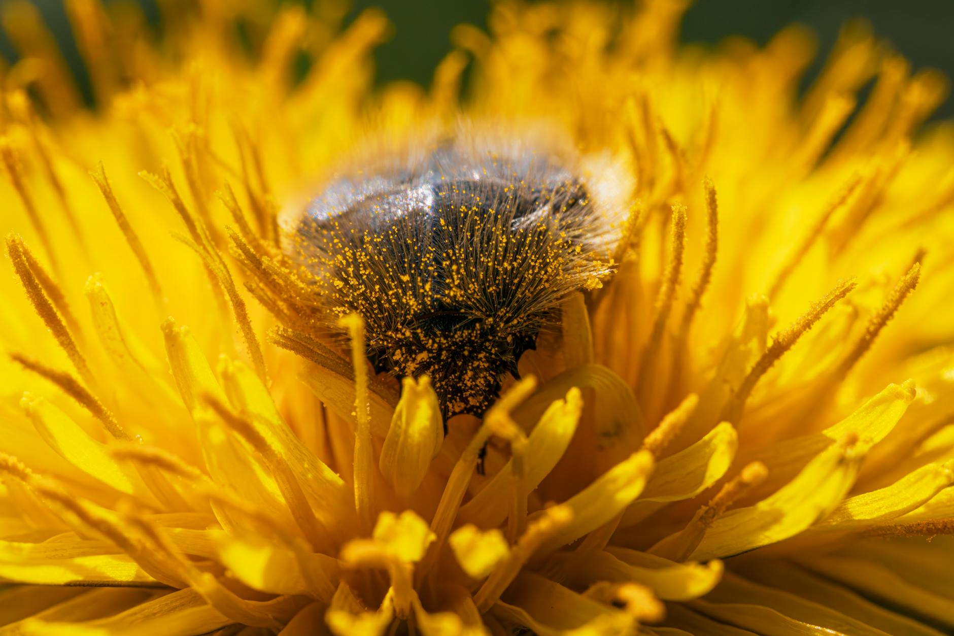 Pollenflug Aktuell Illustration zu Pollenflug Aktuell