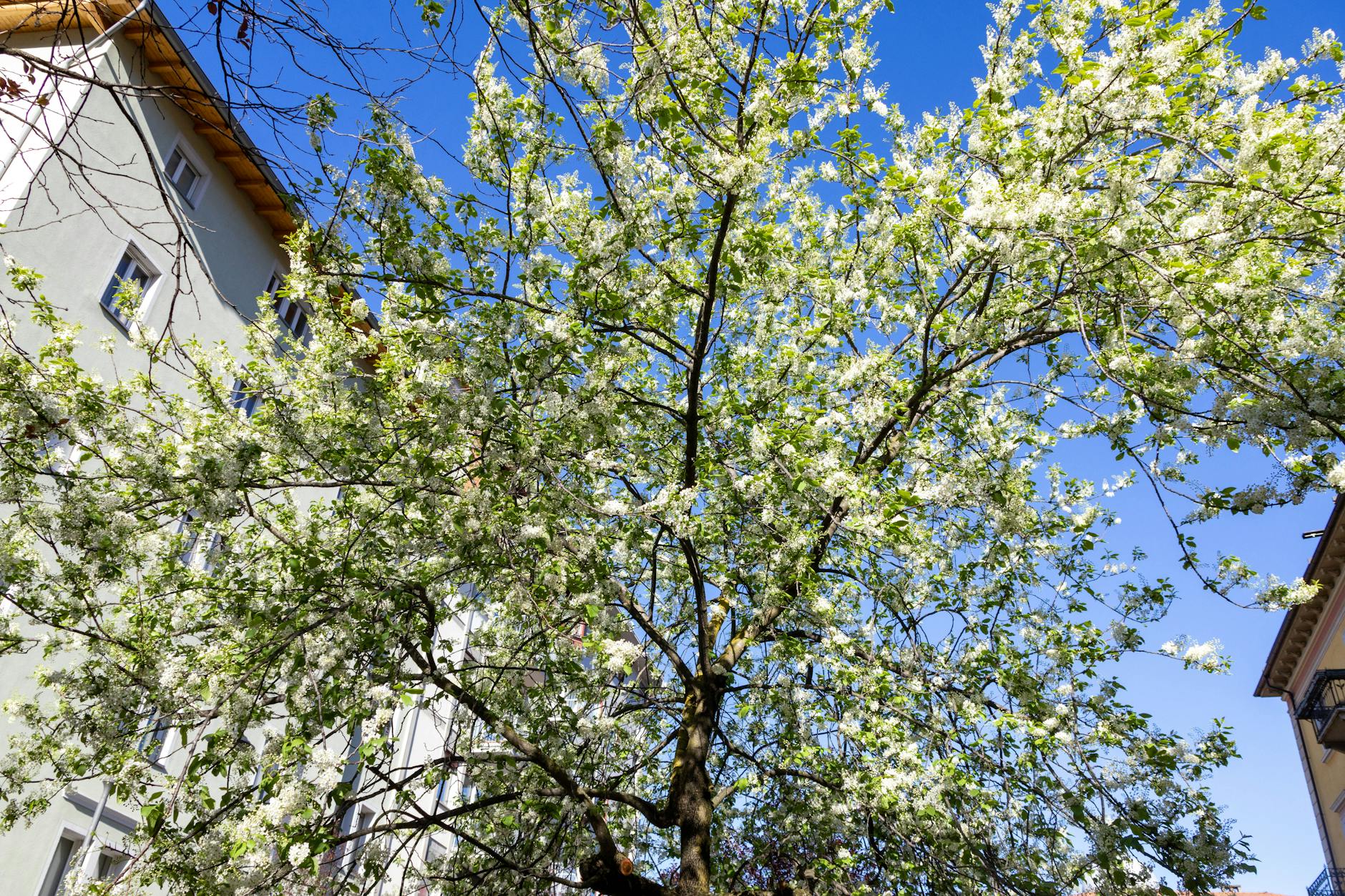 Pollenflug Aktuell Symbolbild zum Thema Pollenflug Aktuell