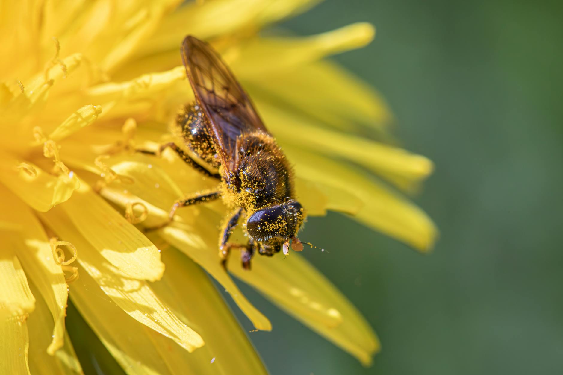 Pollenflug Aktuell Detailansicht: Pollenflug Aktuell