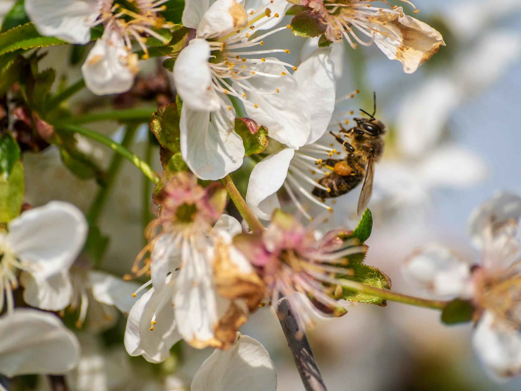 Pollenflug Aktuell Detailansicht: Pollenflug Aktuell