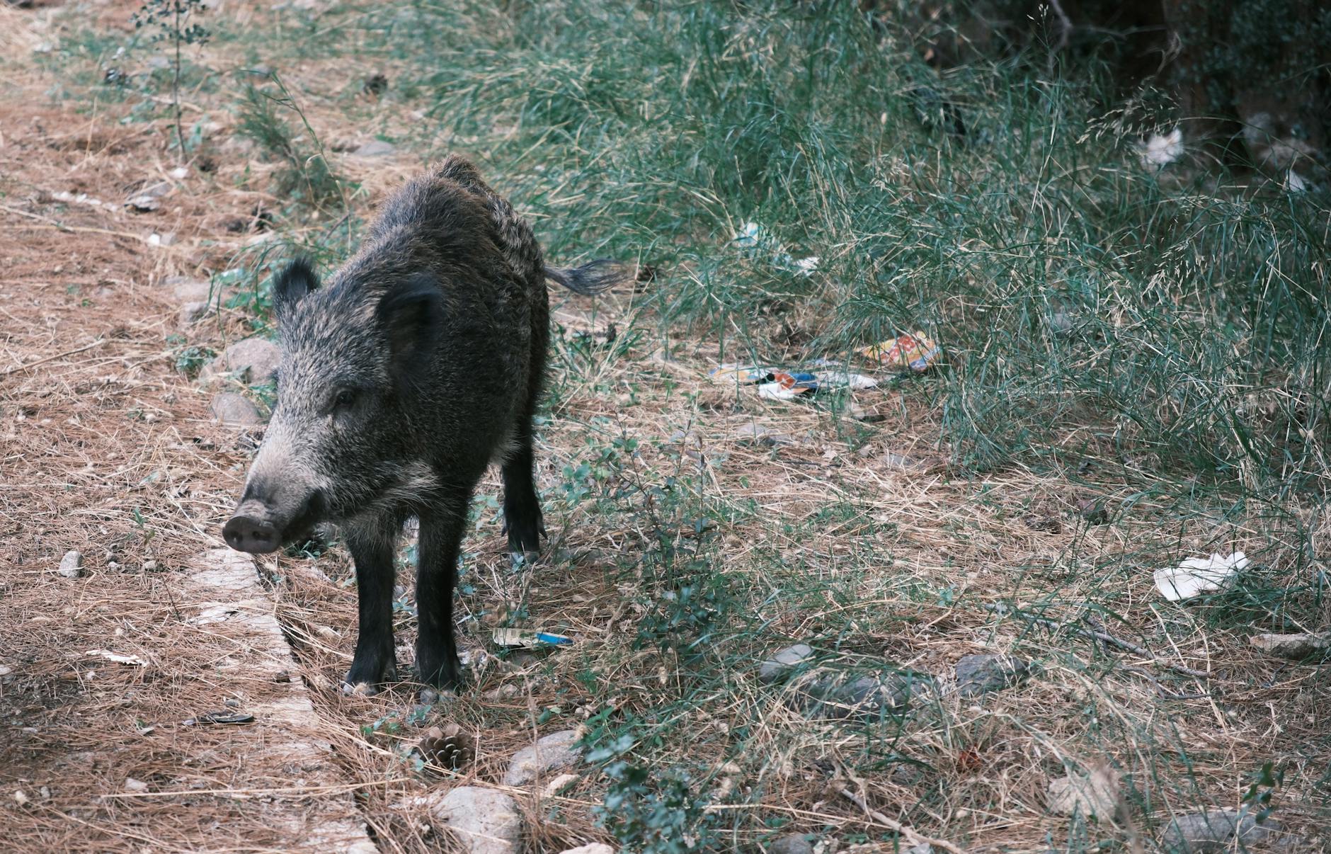 Illustration zu Radioaktive Wildschweine