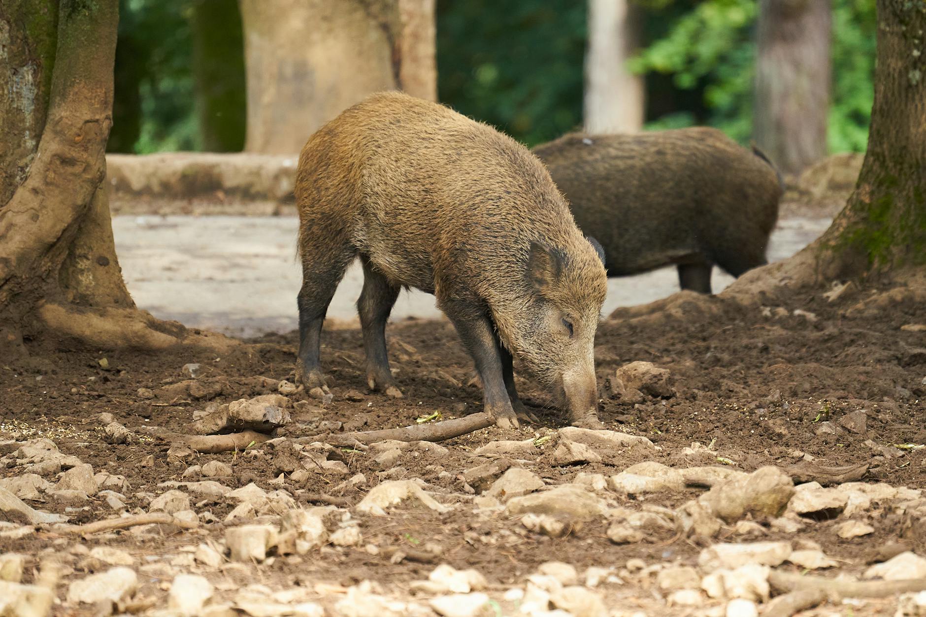 Symbolbild zum Thema Radioaktive Wildschweine