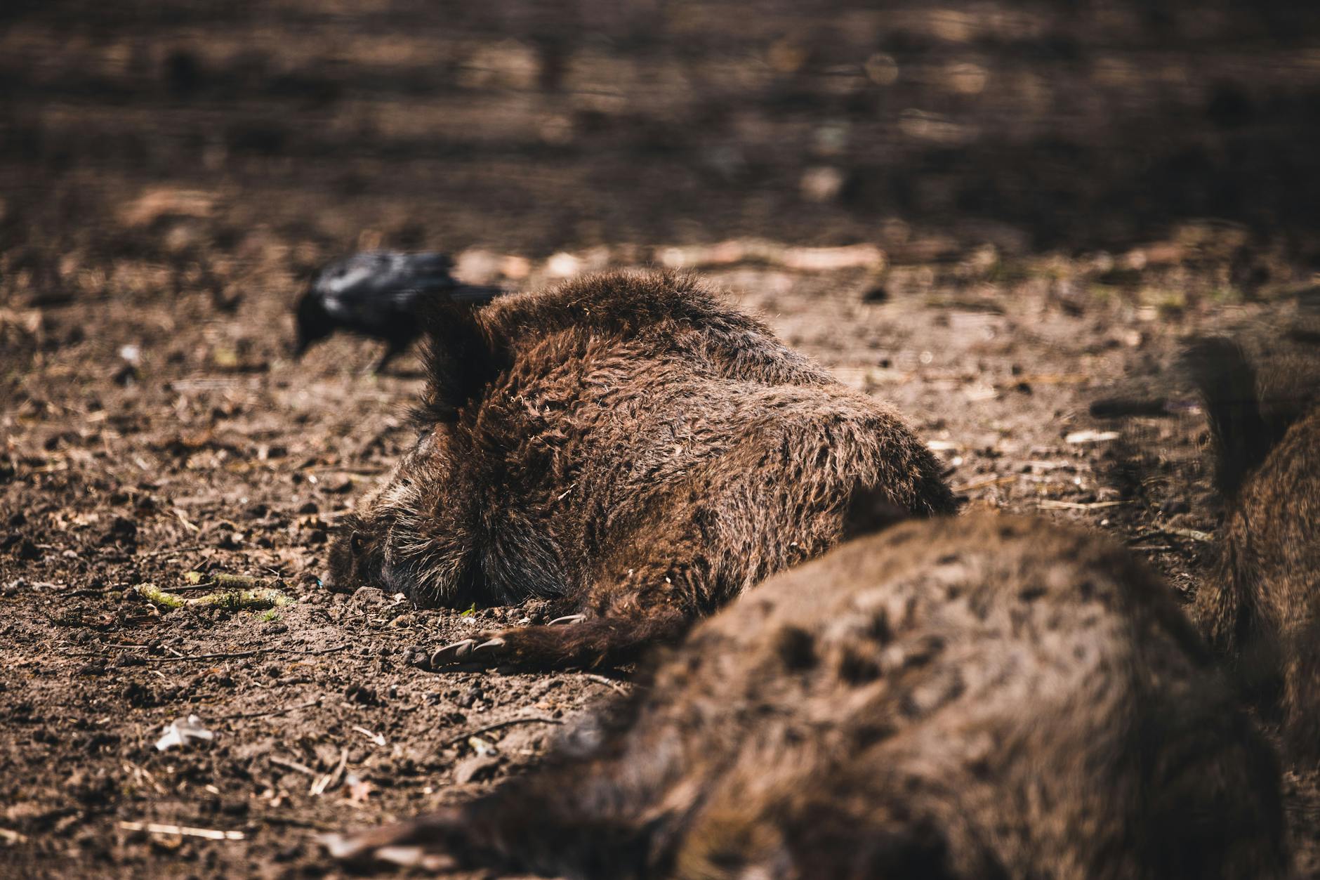 Detailansicht: Radioaktive Wildschweine
