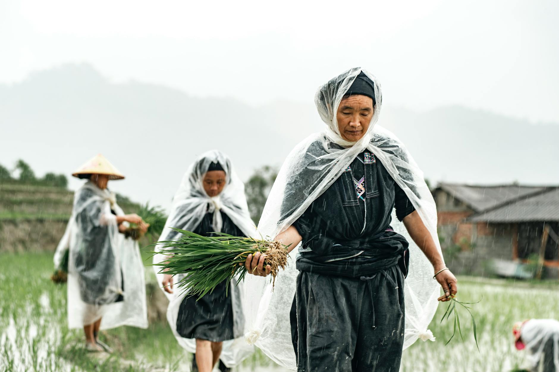 Illustration zu Reis Wachstum Regen
