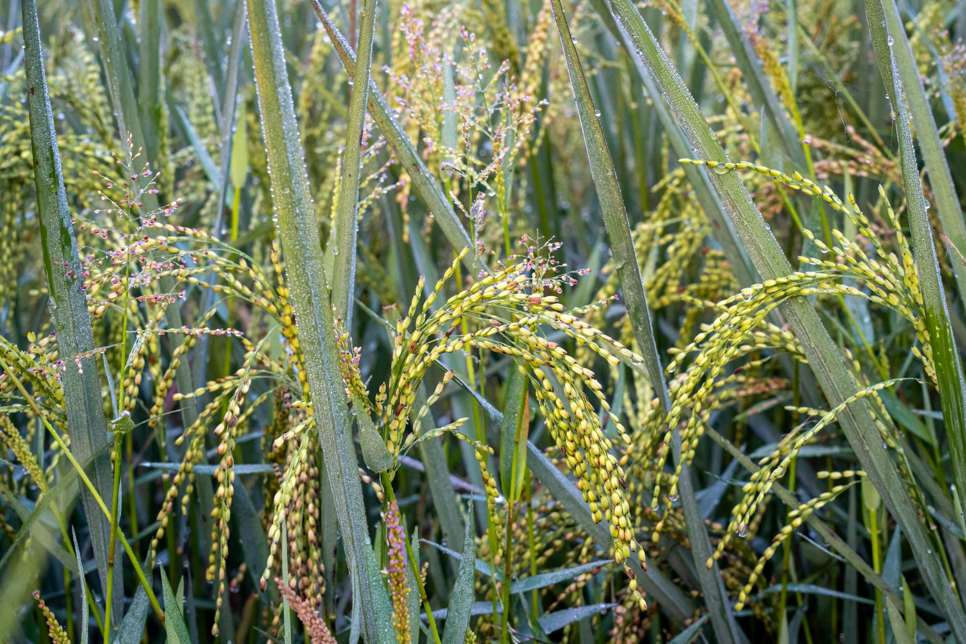 Symbolbild zum Thema Reis Wachstum Regen