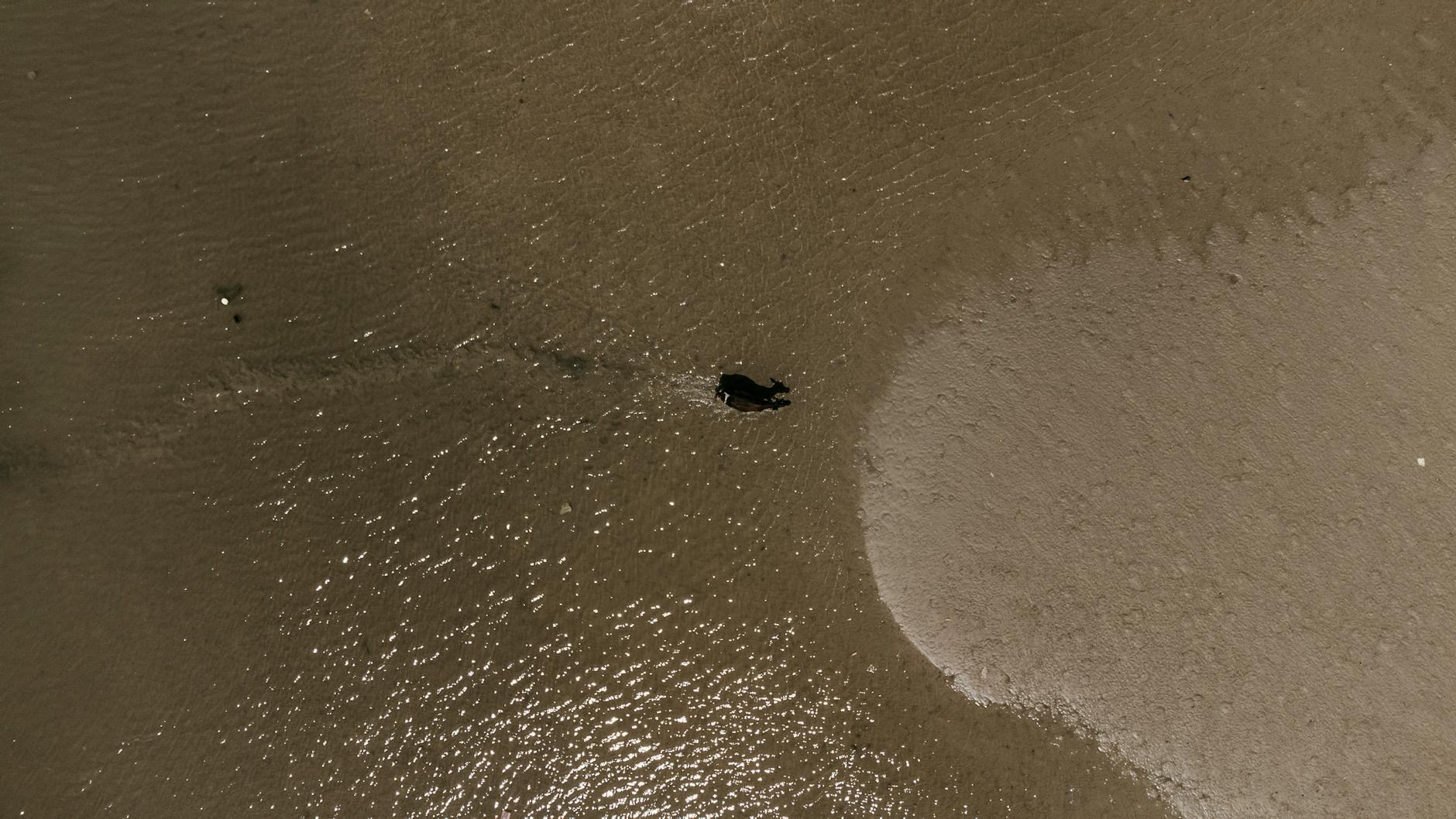 Illustration zu Rettungsaktion Buckelwal Ostsee