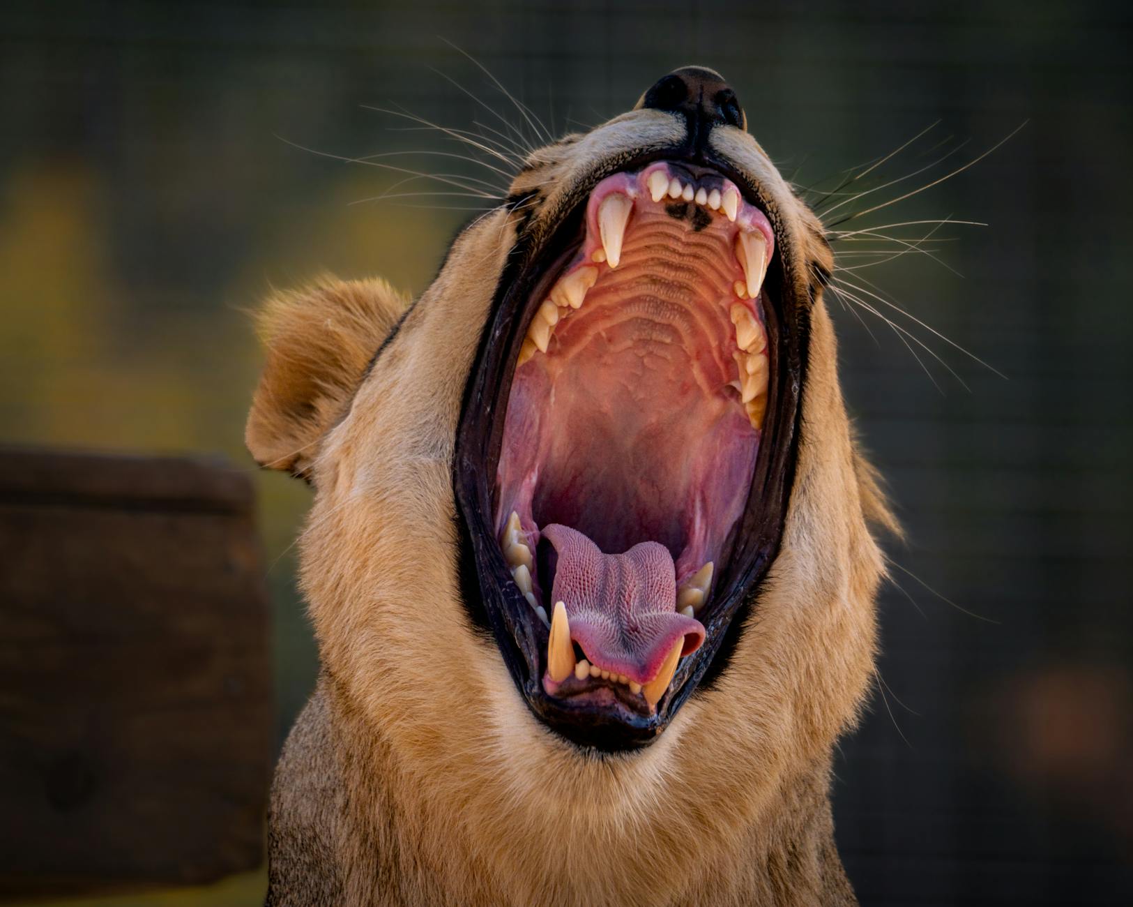 Symbolbild zum Thema Roar Dreharbeiten Verletzte