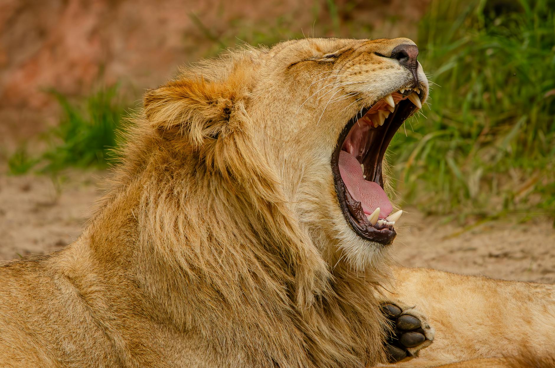 Detailansicht: Roar Dreharbeiten Verletzte