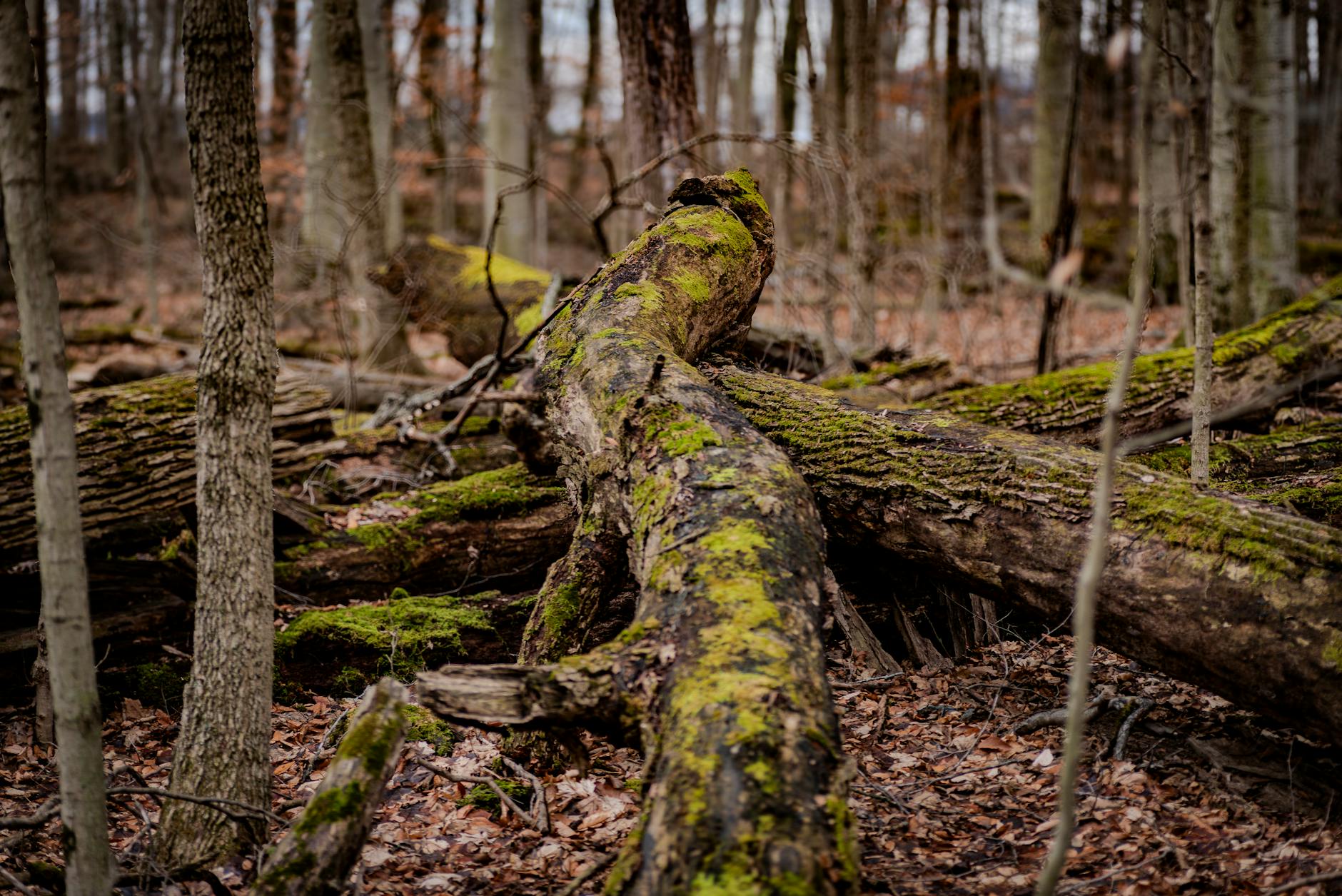 Shiloh Jolie Detailansicht: Shiloh Jolie