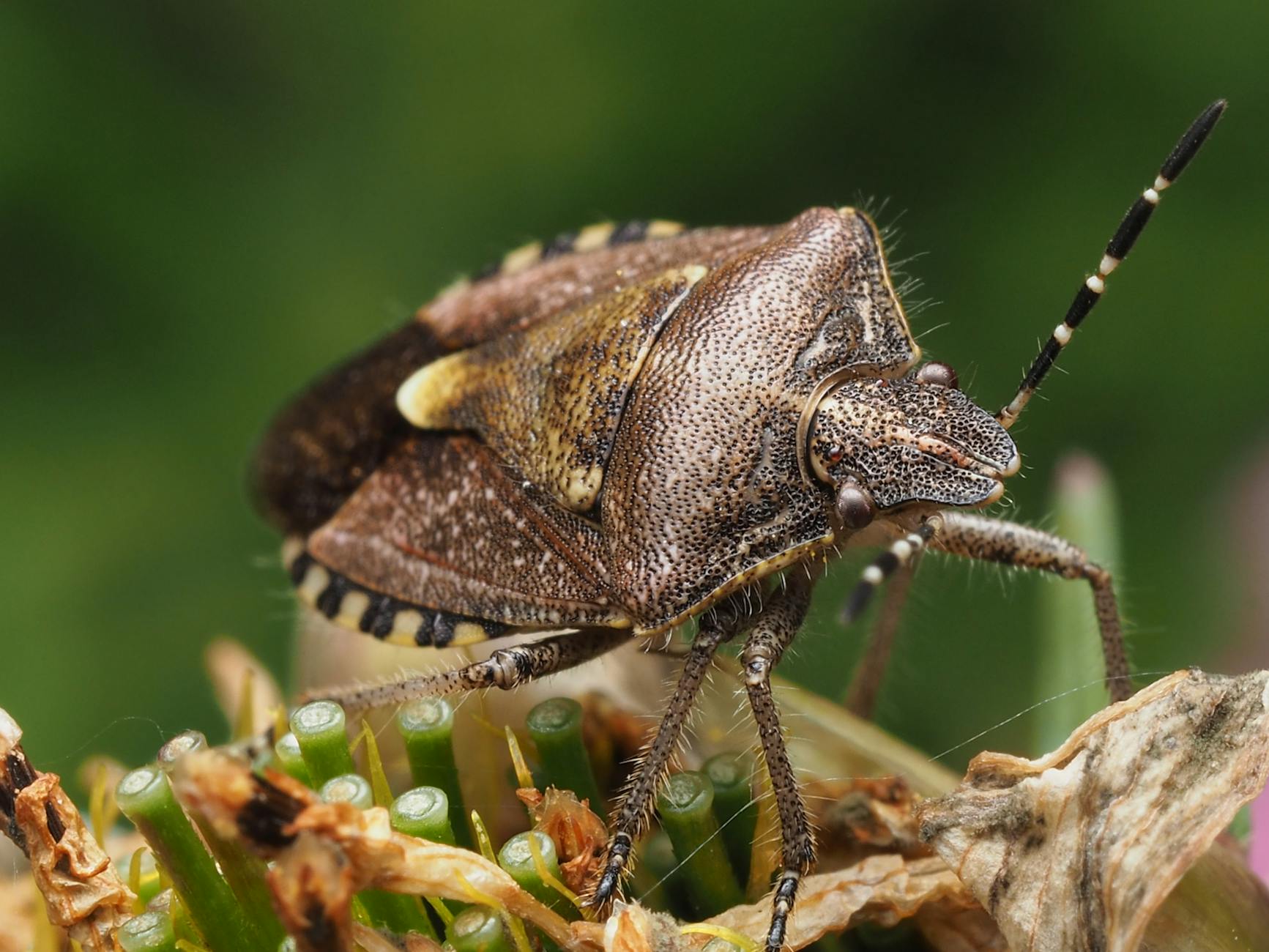 Illustration zu Stinkwanzen Loswerden