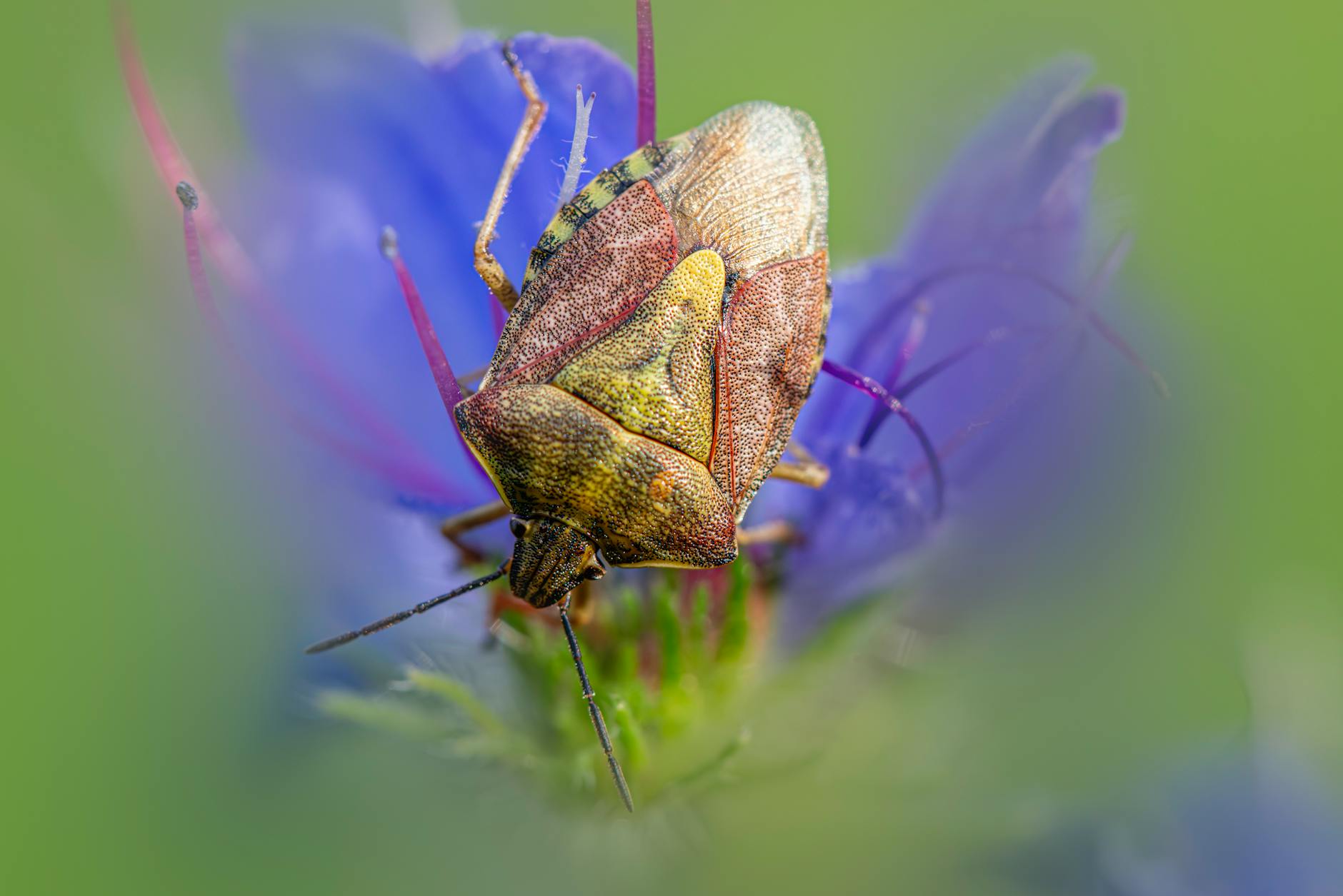 Symbolbild zum Thema Stinkwanzen Loswerden