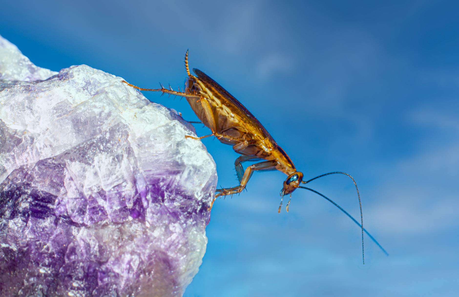 Illustration zu The Cockroaches Rolling Stones