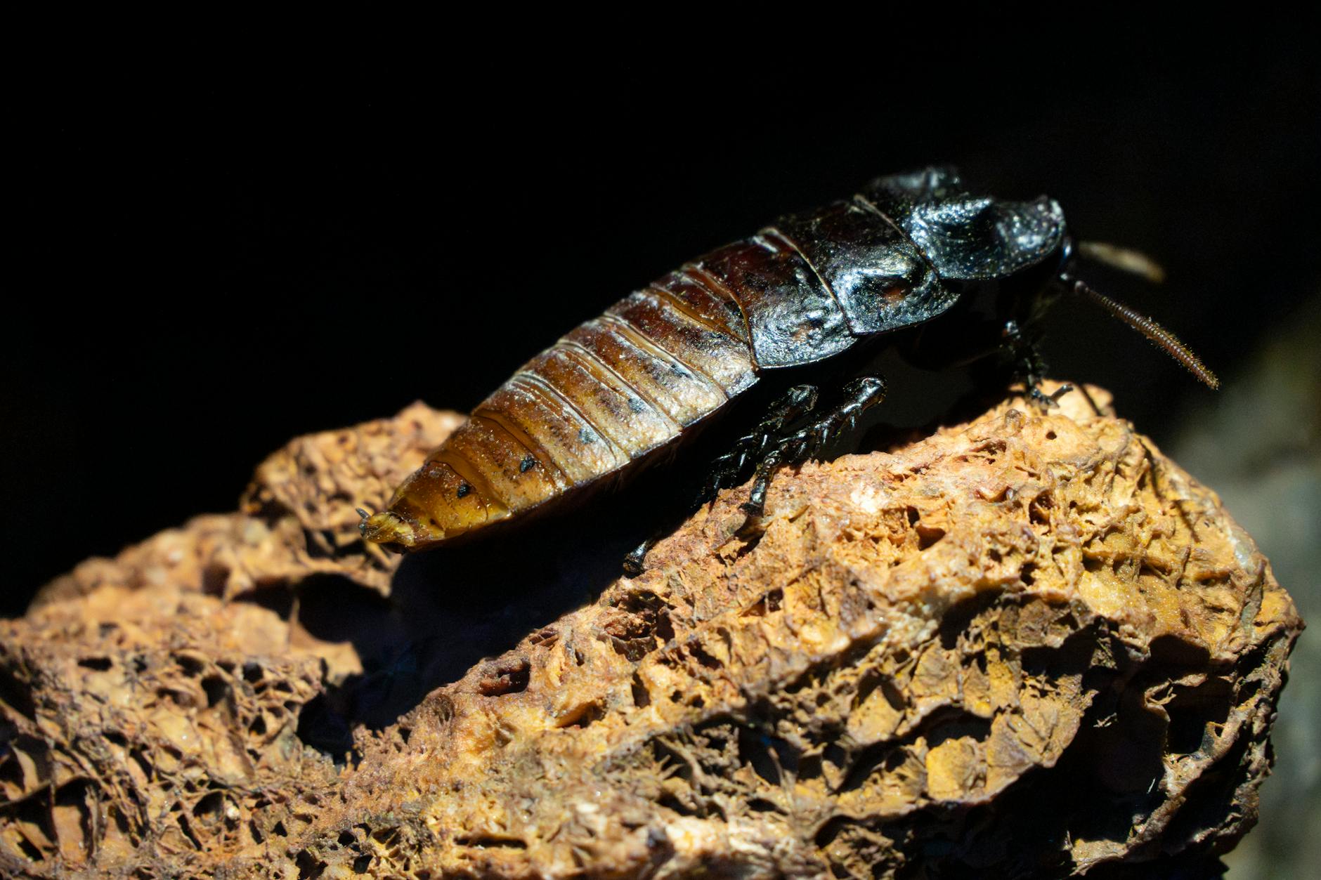 Detailansicht: The Cockroaches Rolling Stones