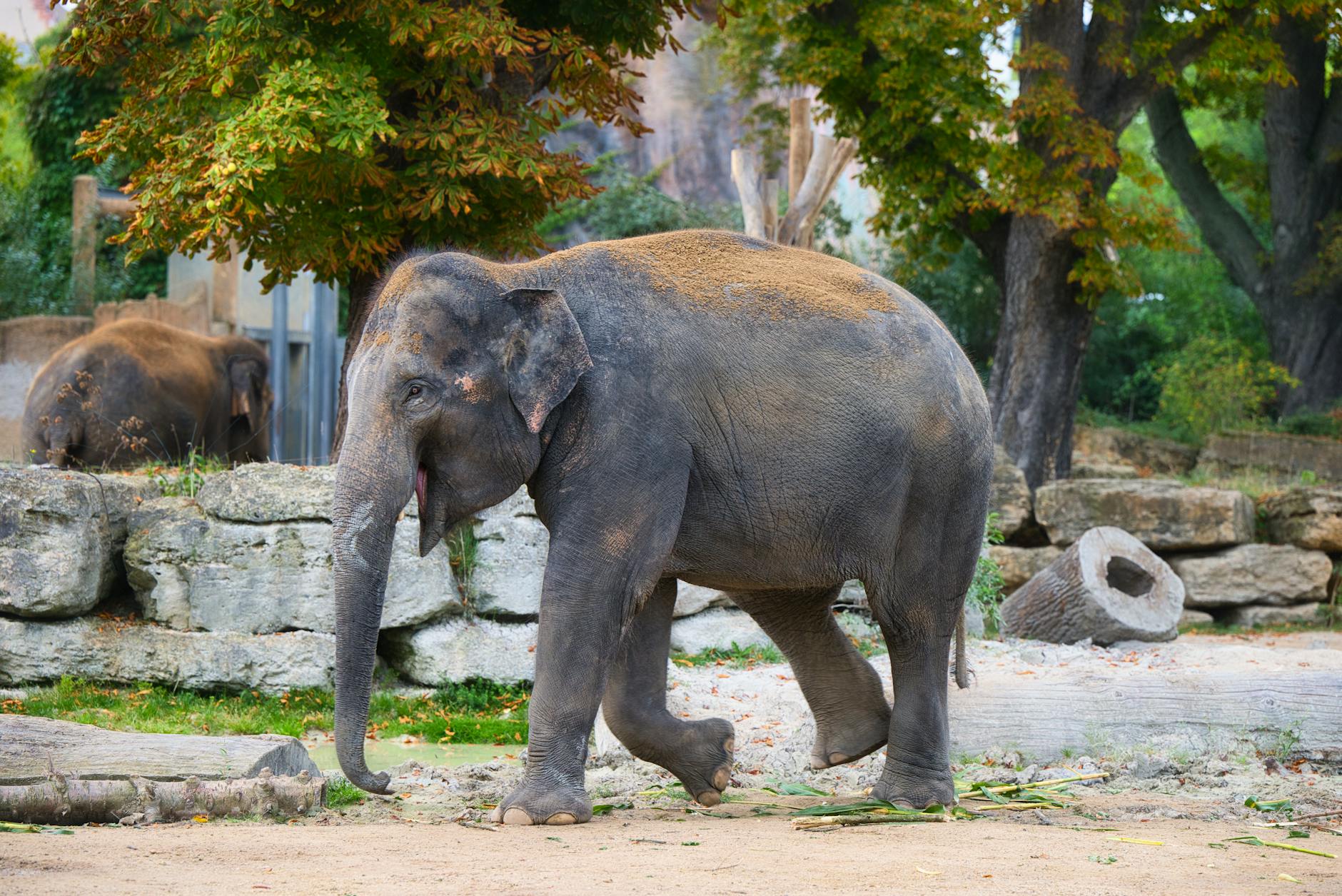 Symbolbild zum Thema Tiergarten Schönbrunn