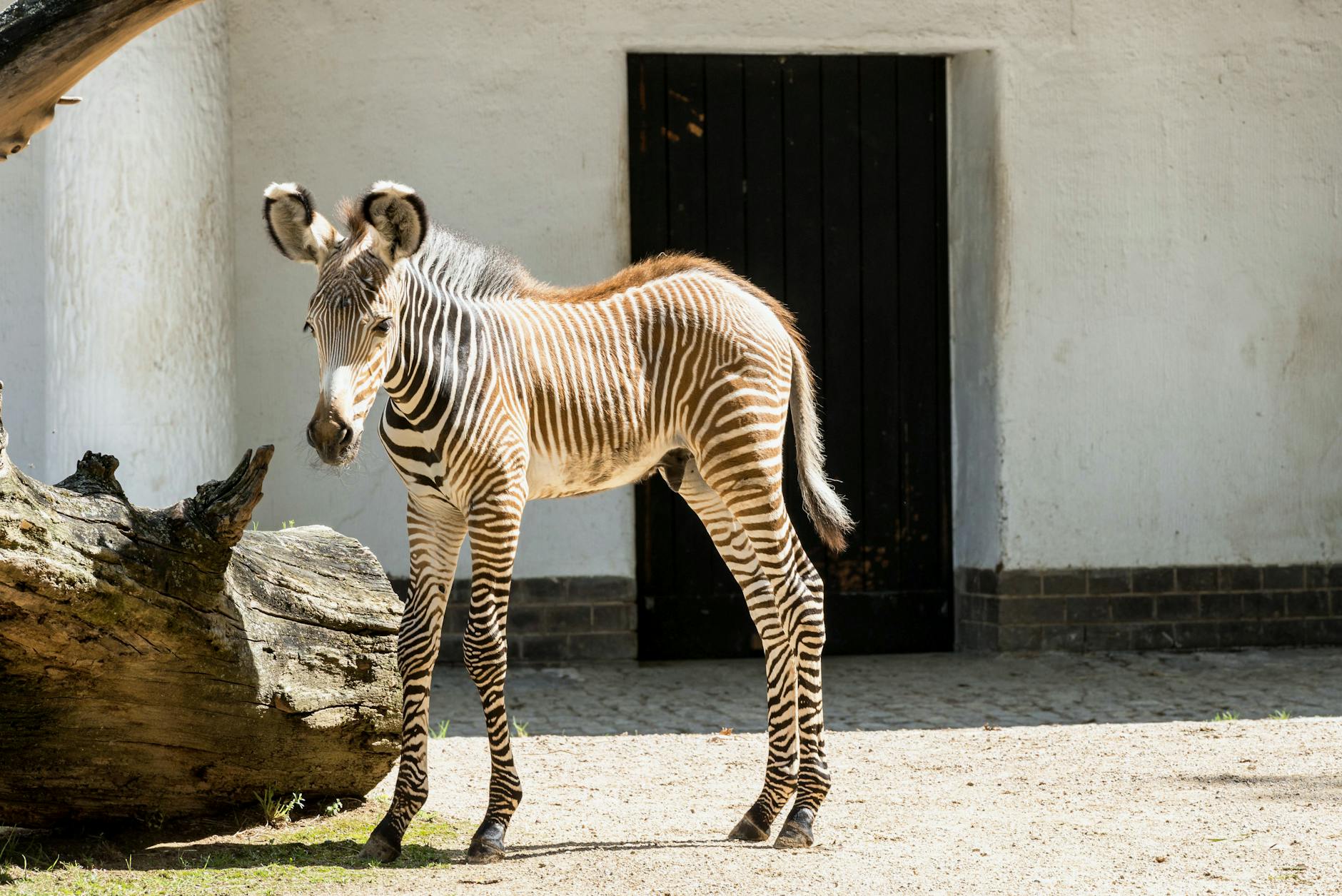 Detailansicht: Tiergarten Schönbrunn