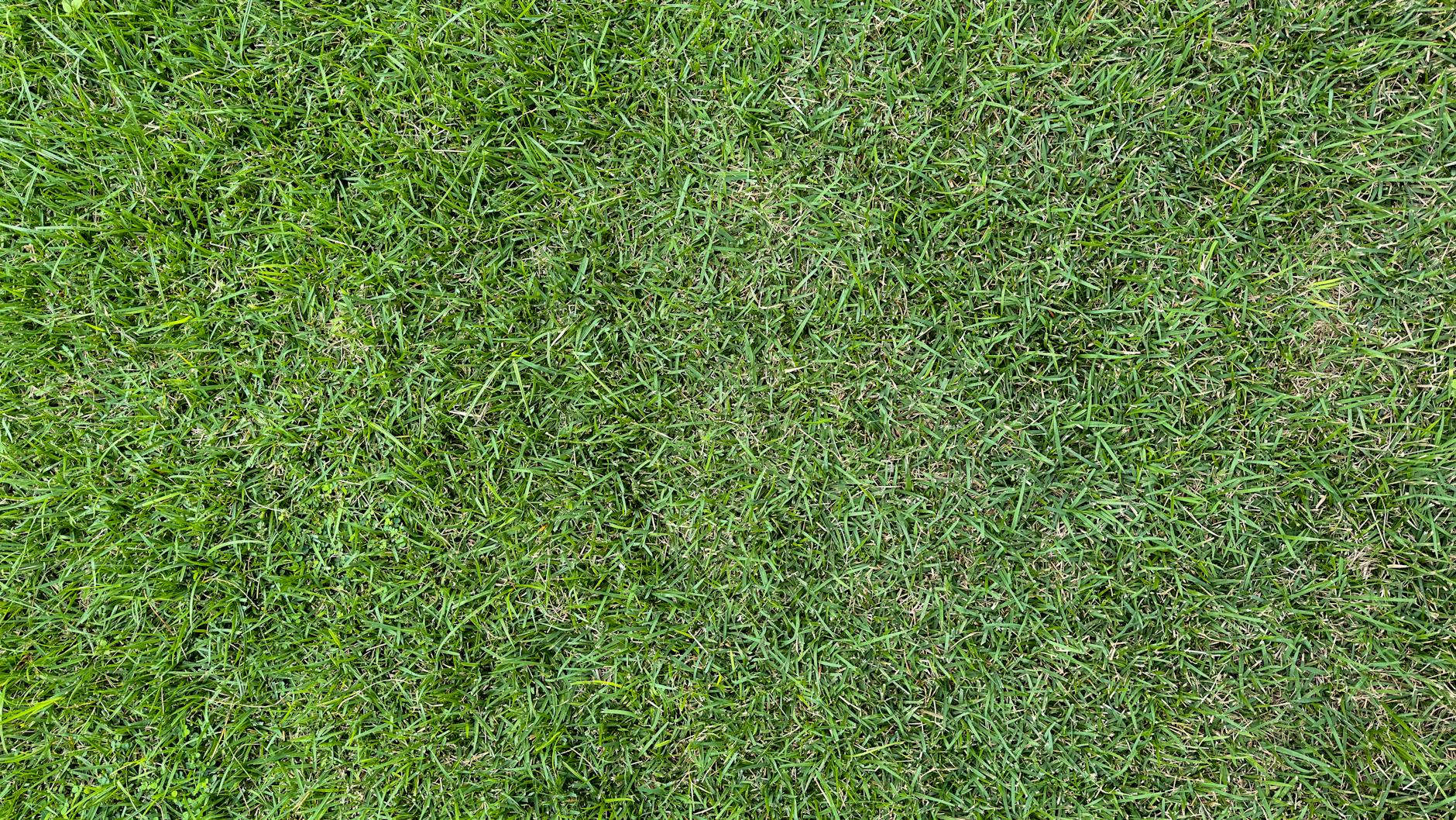 Symbolbild zum Thema Trockenheit Rasen