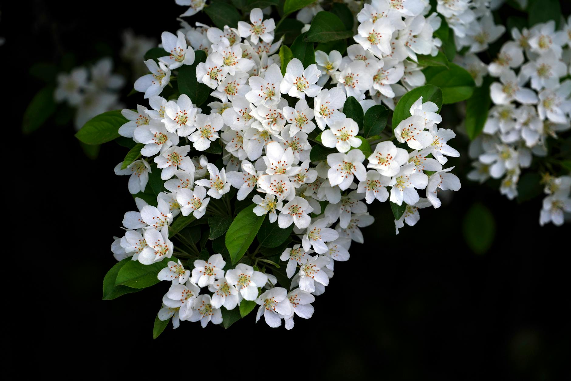 Detailansicht: Vollmond April