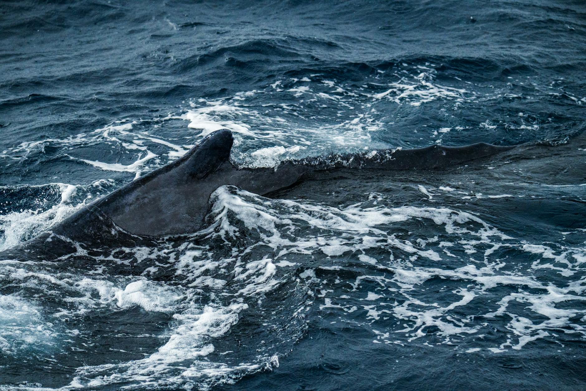 Illustration zu Wal Ostsee Aktuell