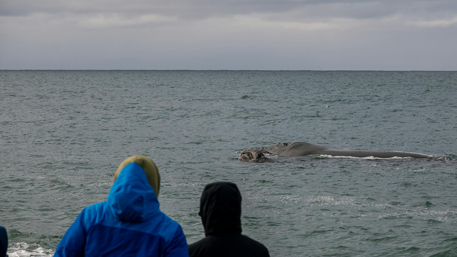 Symbolbild zum Thema Wal Ostsee Robert Marc Lehmann