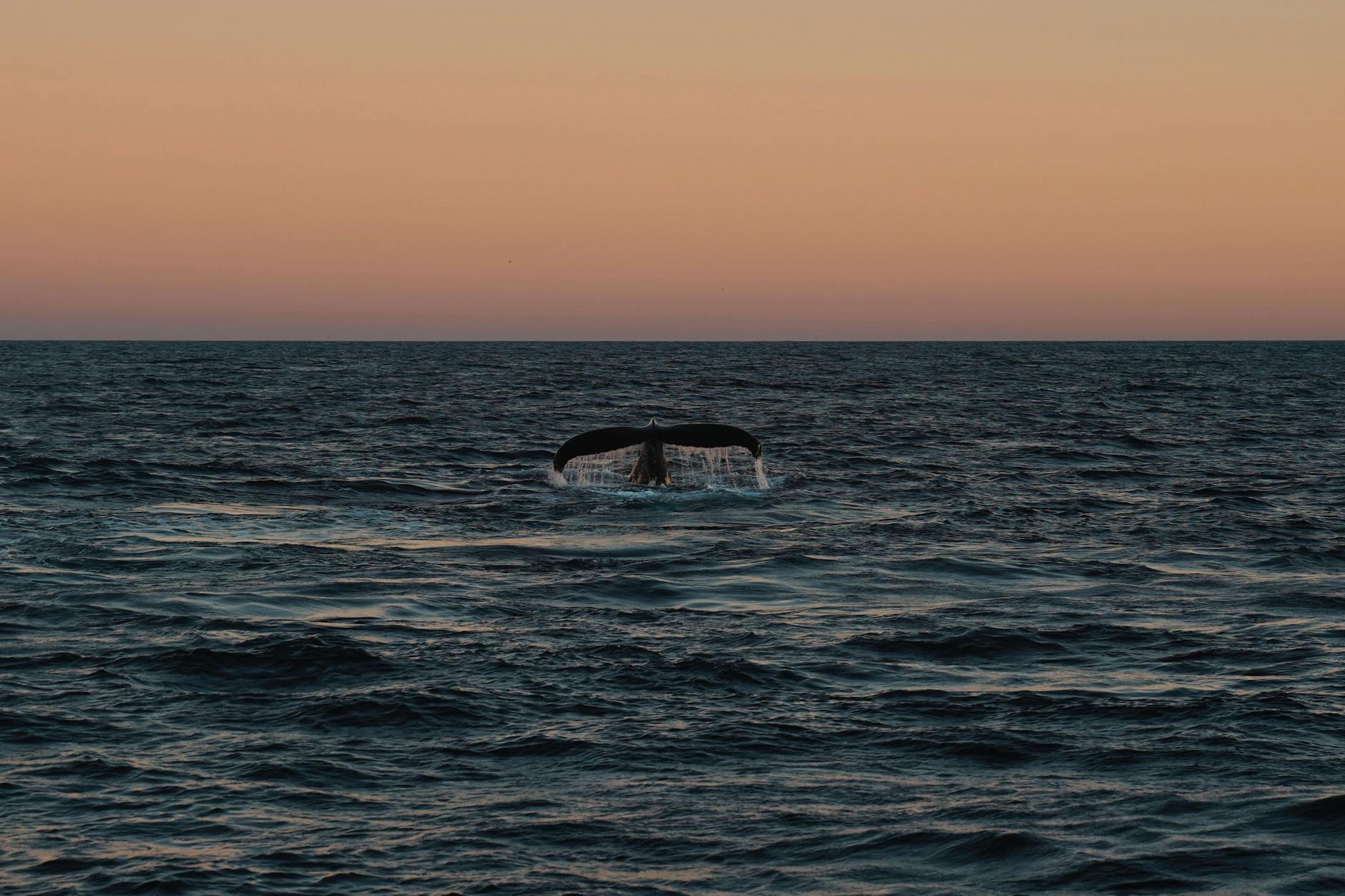 Detailansicht: Wal Ostsee Robert Marc Lehmann