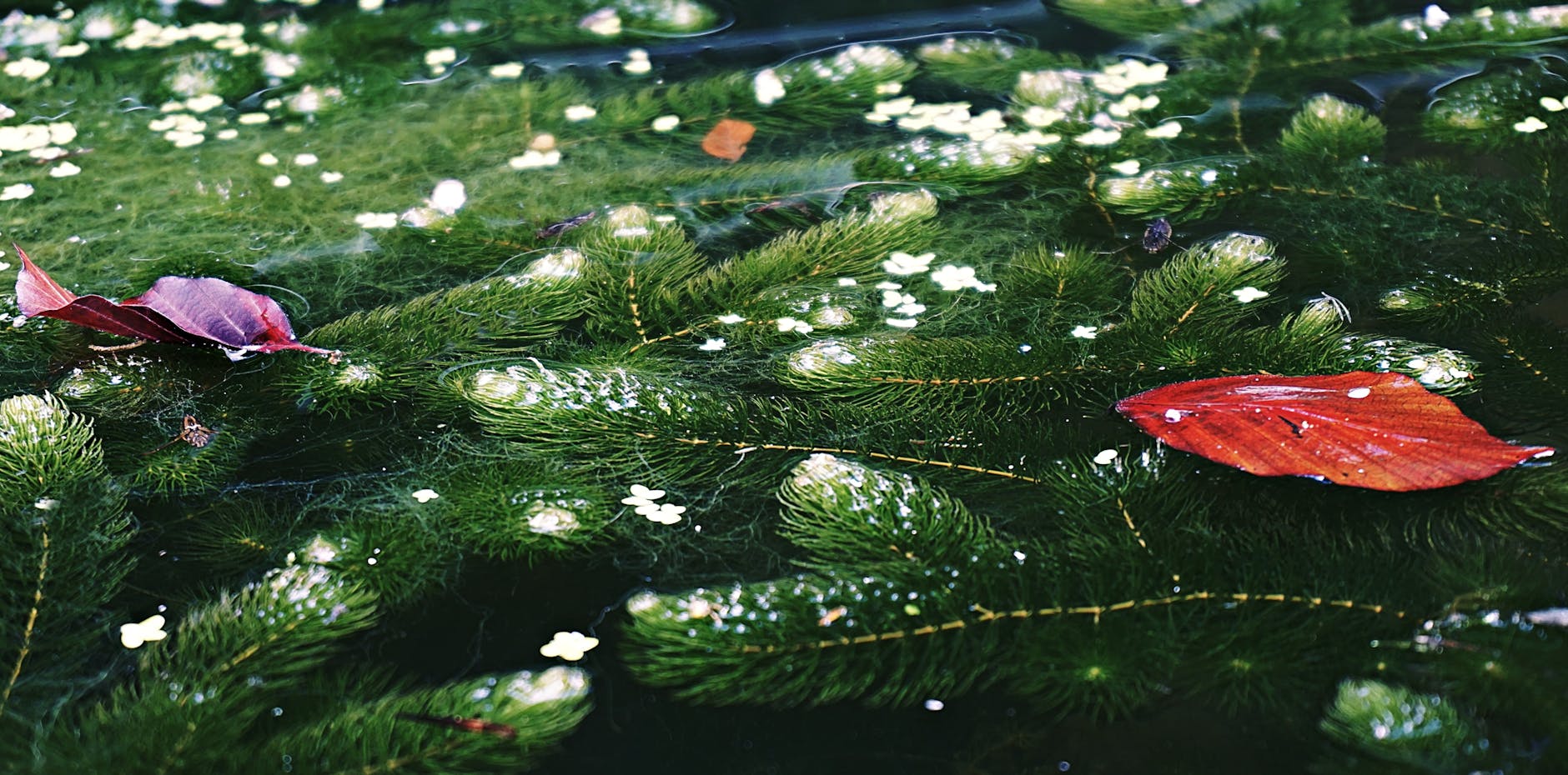 Illustration zu Wasserpflanzen Teich