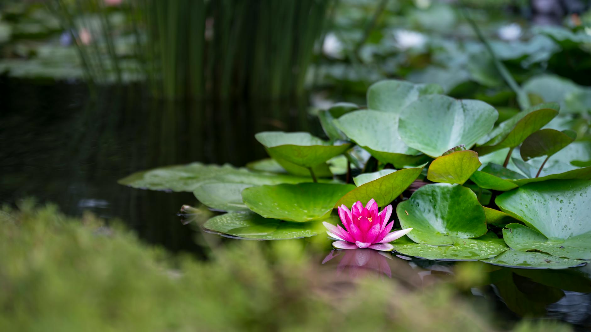 Symbolbild zum Thema Wasserpflanzen Teich