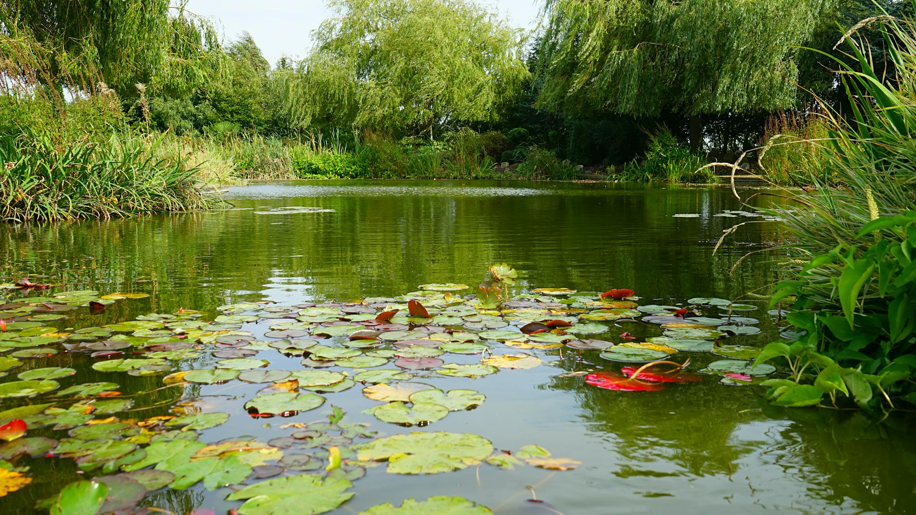 Detailansicht: Wasserpflanzen Teich
