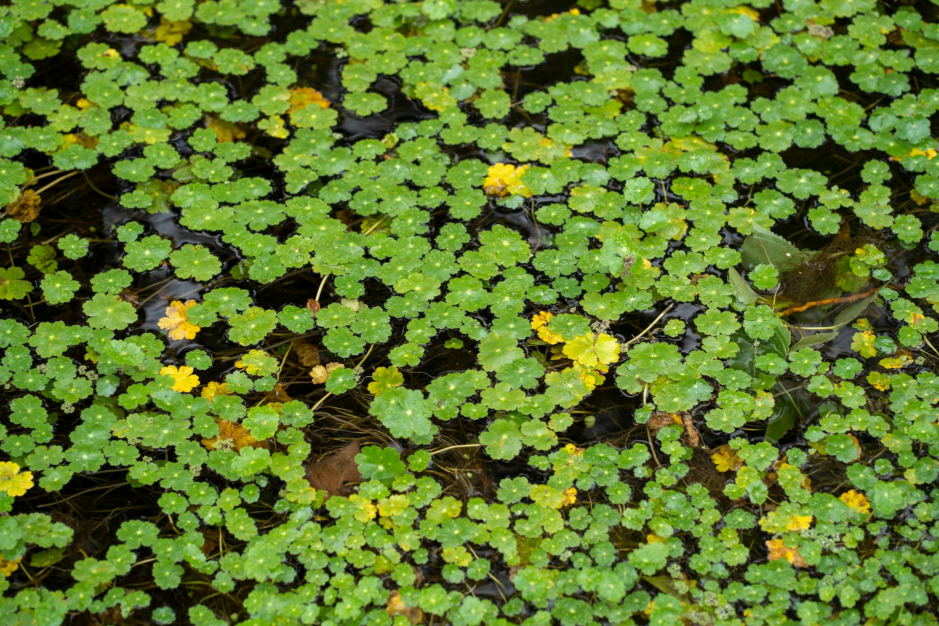 Detailansicht: Wasserpflanzen Teich