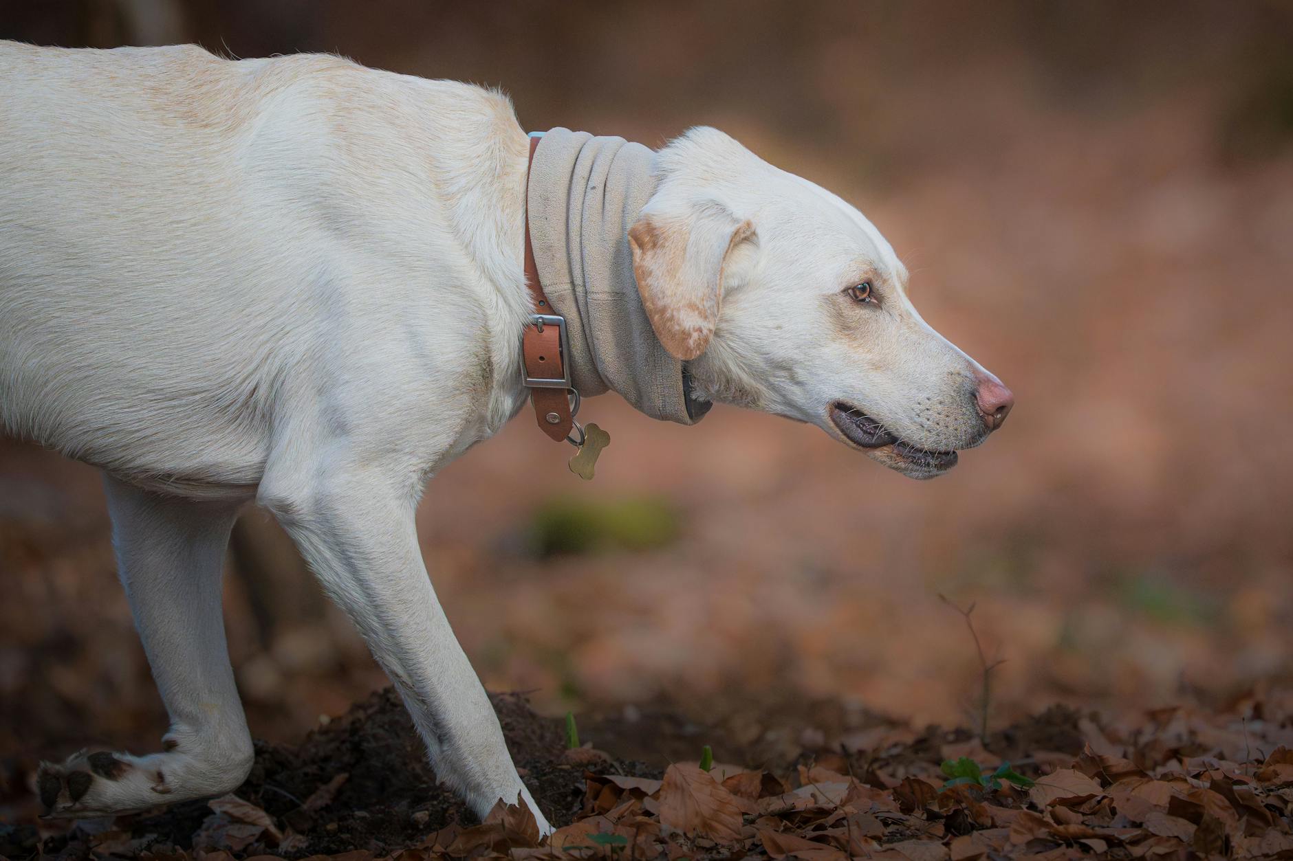 Zeckenhalsband Hund Symbolbild zum Thema Zeckenhalsband Hund