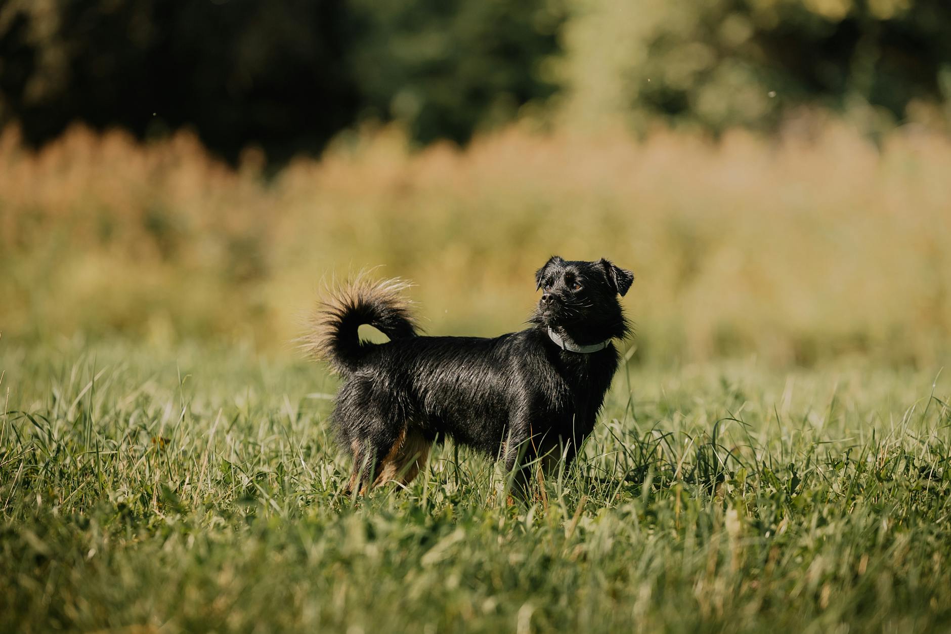 Zeckenhalsband Hund Detailansicht: Zeckenhalsband Hund